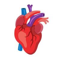 menselijk hart anatomie vector