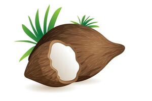 Open kokosnoot fruit vector illustratie