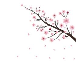 kers bloesem bloem bloeiend vector. roze sakura bloem achtergrond. kers bloesem Afdeling met sakura bloem. mooi sakura bloemen en vallend bloemblaadjes realistisch samenstelling illustratie. vector