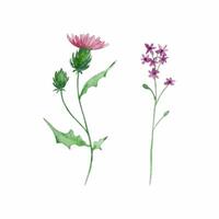 waterverf wilde bloemen, delicaat botanisch illustratie vector