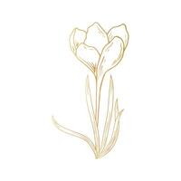 saffraan bloem, krokus in gouden kleur. hand- tekening. voor ansichtkaarten, uitnodigingen, het, afdrukken, voor uw ontwerp. vector