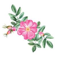 waterverf hond roos boeket, samenstelling van bloemen, bladeren en bessen. botanisch hand- getrokken illustratie. vector