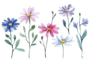 waterverf tekening, reeks van kamille wild bloemen vector