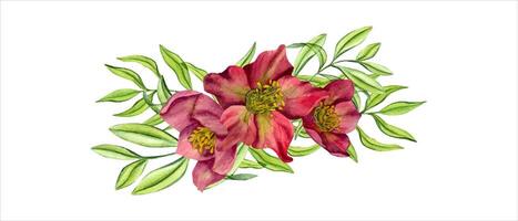 Purper hellebores met groen kruiden. voorjaar planten. drie helleborus bloem hoofden met eucalyptus takken. tuin bloemen. waterverf illustratie. voor bruiloft uitnodiging, verjaardag kaarten vector