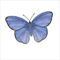 blauw vlinder. waterverf koperen vlinders. vliegend insect vector