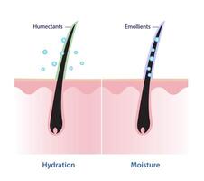 vergelijking van haar- hydratatie en haar- vochtigheid vector illustratie. bevochtigingsmiddelen aantrekken vochtigheid in naar de haar, verzachtende middelen zegel in vochtigheid en leveren lang blijvend resultaten.