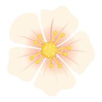 bloem sakura decoratief vector