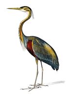 Paarse reiger (Ardea purpurea) geïllustreerd door Charles Dessalines D &#39;Orbigny (1806-1876). Digitaal verbeterd van onze eigen uitgave van Dictionnaire Universel D&#39;histoire Naturelle uit 1892. vector