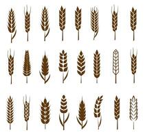 een groot reeks van silhouetten en symbolen van granen en oren van maïs vector