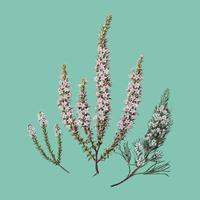 Antieke plant Epacris (2 soorten) getekend door Sarah Featon (1848 - 1927). Digitaal verbeterd door rawpixel. vector