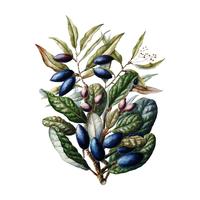 Antieke plant Beilschmiedia Taiaire Tawa getekend door Sarah Featon (1848 - 1927). Digitaal verbeterd door rawpixel. vector