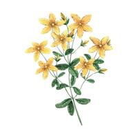 waterverf geel st. John wort bloem. illustratie hand- getrokken Aan geïsoleerd achtergrond, geschikt voor menu ontwerp, verpakking, poster, website, textiel, uitnodiging, brochure, textiel. vector