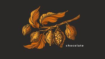 cacao boom Afdeling. vector gouden blad, tropisch fruit, Boon. botanisch hand- trek wijnoogst afdrukken. natuurlijk zoet, chocola label. biologisch natuur voedsel, aroma drankje. tropisch zomer Product