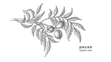 pecannoot boom. inkt structuur schetsen van rauw noten, blad. vector botanisch illustratie. hand- getrokken monochroom Afdeling geïsoleerd Aan wit achtergrond. gezond veganistisch biologisch voedsel