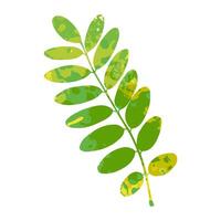 groen geel tamarinde bladeren vector illustratie