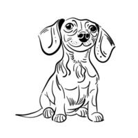 teckel hond. schattig weinig pup. hand- getrokken. vector illustratie. tekening of schetsen schets