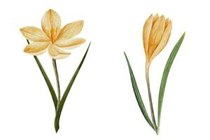vector krokus bloem in geel kleur, getrokken in waterverf, geïsoleerd Aan wit. hand- getrokken botanisch illustratie. elementen voor kaarten, logo's, afdrukken, bruiloft ontwerp