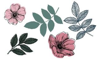 roos heup vector reeks met bladeren en bloemen. wild roos, geneeskrachtig kruid lijn kunst tekening, roze en rood knop. schets grafisch illustratie. schetsen voor kaart, afdrukken, logo, tatoeëren, bruiloft ontwerp