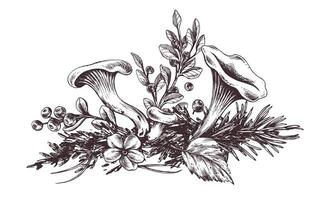 Woud chanterelle champignons met bosbes struiken, mos en herfst bladeren. grafisch botanisch illustratie hand- getrokken in bruin inkt. voor verpakking, herfst festival, oogst. geïsoleerd samenstelling vector