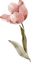 roze delicaat tulp, vector waterverf.