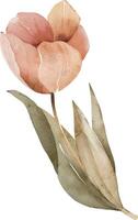 roze delicaat tulp, vector waterverf.