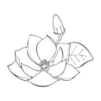 lotus bloem hand- getrokken contour. water lilia isoleren. tekening tekening lotus voor ontwerp. vector