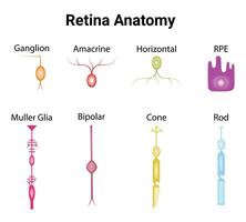 netvlies anatomie wetenschap ontwerp vector illustratie