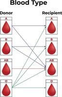 bloed type wetenschap ontwerp vector illustratie diagram