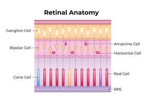 netvlies anatomie wetenschap ontwerp vector illustratie diagram