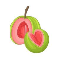 illustratie van guava vector