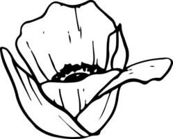 vector tulp bloem lijn illustratie. voorjaar botanisch tekening van veld- papaver in zwart en wit voor groet kaarten en bruiloft ontwerpen