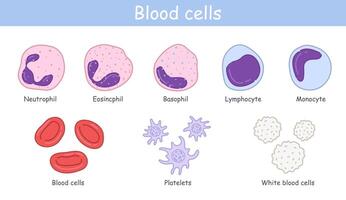 vector diagram van bloed samenstelling. leerzaam illustratie