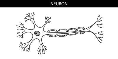 anatomisch illustratie van een neuron in tekenfilm stijl vector