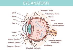 menselijk oog anatomie illustratie met bloed schepen wit achtergrond vector