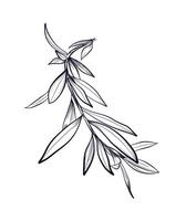 hand getekend oleander takken vector illustratie