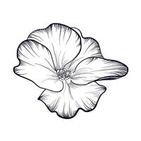 hand- tekening van een bloeiend sleutelbloem bloem vector