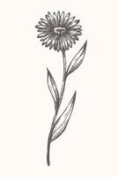 calendula fabriek inkt schetsen met gravure hand- getrokken vector illustratie. tekening van geneeskrachtig kruiden madeliefje bloem, botanisch kunst grafisch voor thee, biologisch kunstmatig, geneeskunde aromatherapie, logo, etiket