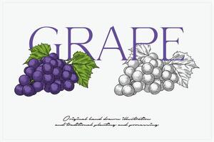 handgetekende illustratie van druivenfruit vector