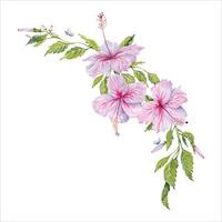 waterverf roze hibiscus bloemen met groen bladeren kader. hand- geschilderd bloemen samenstelling geïsoleerd Aan wit achtergrond. hibiscus thee, siroop, cosmetica, schoonheid, mode afdrukken, ontwerpen, kaarten, borders vector