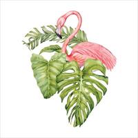 flamingo met exotisch tropisch groen bladeren samenstelling. geïsoleerd element Aan wit achtergrond. natuurlijk botanisch illustratie met monster, banaan, alocasia blad. voor kaart ontwerpen, afdrukken, uitnodigingen vector