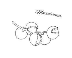 hand getekend macadamia Afdeling. eetpatroon tussendoortje. geïsoleerd botanisch vector illustratie voor biologisch cosmetica, olie, en voedsel producten.