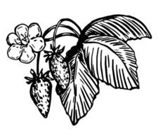 wild aardbeien stengel bessen clip art. zomer eetbaar oogst. hand- getrokken vector plantkunde illustratie. retro gravure stijl tekening geïsoleerd Aan wit achtergrond.