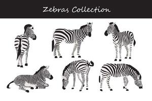 zebra verzameling. vector illustratie. geïsoleerd Aan wit achtergrond.