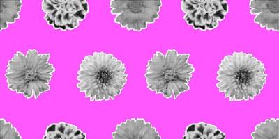 vector naadloos patroon met retro halftone bloemen. halftone collage bloemen afdrukken. gescheurd papier. modieus knal kunst voorjaar bloemen elementen. papier uitknippen bloemen Aan roze achtergrond. omhulsel ontwerp.