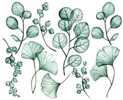 waterverf tekening. reeks van transparant eucalyptus en ginkgo bladeren. röntgenstraal vector