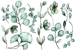 waterverf tekening. reeks van transparant eucalyptus en ginkgo bladeren. röntgenstraal vector