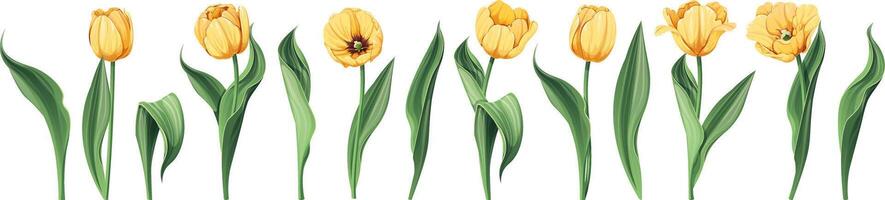 reeks van tulpen Aan een geïsoleerd achtergrond in tekenfilm stijl. voorjaar geel bloemen voor vrouwen dag, Pasen. vector bloemen illustratie.