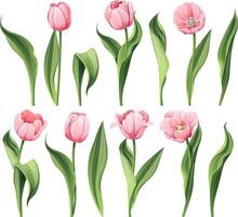 reeks van tulpen Aan een geïsoleerd achtergrond in tekenfilm stijl. voorjaar roze bloemen voor vrouwen dag, Pasen. vector bloemen illustratie