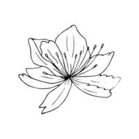 lelie bloem lijntekeningen. vector zwarte omtrek illustratie geïsoleerd op een witte achtergrond. schets tekening. bloemen lineair patroon