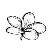tropisch vector plumeria bloem illustratie Aan geïsoleerd achtergrond. mooi botanisch hand- geschilderd lineair exotisch frangipani. voor ontwerpers, spa decoratie, ansichtkaarten, bruiloft, hartelijk groeten, wallpa